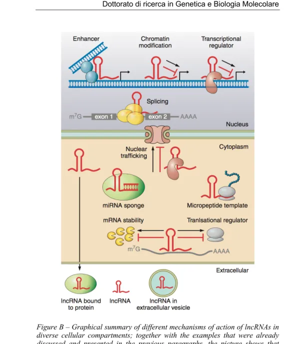 Figure B – Graphical summary of different mechanisms of action of lncRNAs in  diverse  cellular  compartments;  together  with  the  examples  that  were  already  discussed  and  presented  in  the  previous  paragraphs,  the  picture  shows  that  lncRNA