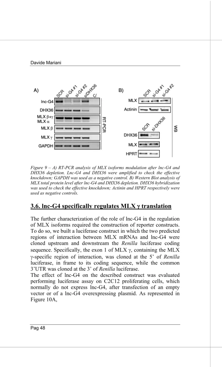 Figure 9 – A) RT-PCR analysis of MLX isoforms modulation after lnc-G4 and  DHX36  depletion
