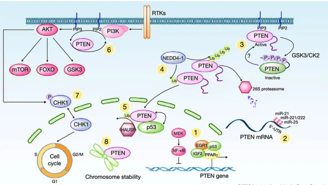 Figure 1. PTEN regulation and function. 1. Activation and/or inhibition of PTEN mRNA transcription; 2