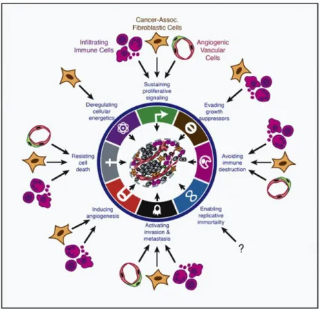 Figure 2. Contribution of stromal cells to the Hallmarks of cancer [75] 