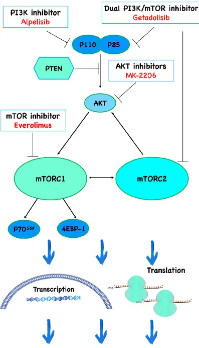 Figure 6. PI3K/AKT/mTOR pathway inhibitors. (Ciuffreda L.) 