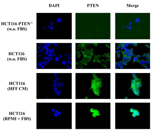 Figure  8.  The  CM  upregulates  total  PTEN  and  PTEN  C-tail  phosphorylation.  HCT116  cells  were 