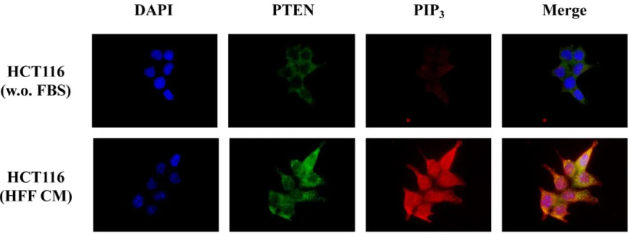 Figure  9.  Fibroblast  CM  upregulates  PTEN  expression  and  a  spread  distribution  of  PTEN