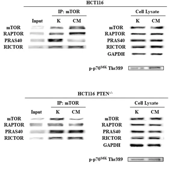 Figure 11. HFF CM activates PI3K/mTOR pathway in PTEN-wt context leading to mTORC1, but not  mTORC2, complex activation