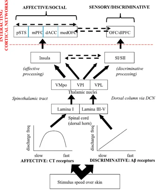 Figure 1. Schematic model of affective and sensory-discriminative pathways for  dynamic touch in hairy skin
