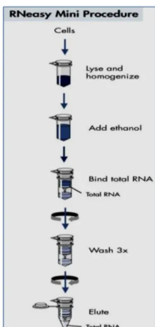 Figure 8. Phases of the RNA 