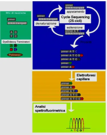 Figure  11.  Schematic  representation  of  the    Cycle  Sequencing 