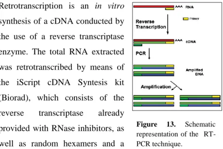 Figure  13.  Schematic  representation  of  the     RT-PCR technique. 