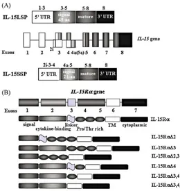 Figure 3. Schematic diagram of IL-15 and IL-15Ra genes. (A) IL-15 gene consists of nine exons and eight 