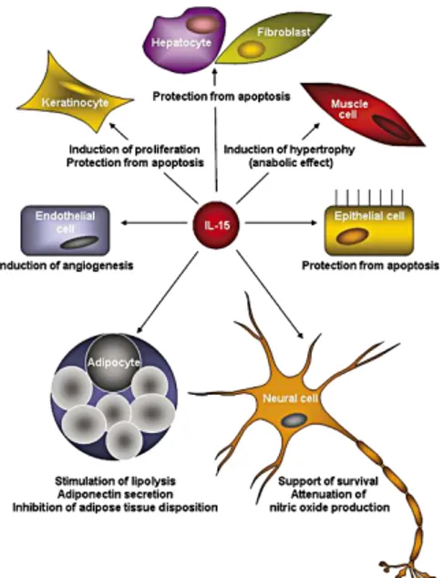 Figure 4. Functional properties of IL-15. Schematic diagram of the IL-15-mediated effects in different non-