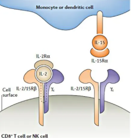 Figure 5. The mode of interaction of interleukin-2 and interleukin-15 with the subunits of their receptors