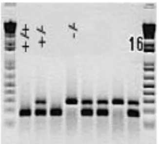 Figure 7. Results of PCR performed on DNA extracted from tail snips obtained in-blind from  IL-15Rα +/-