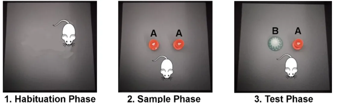 Figure 8. Picture of the three phases of NOR task. In the habituation phase the animal can freely explore 