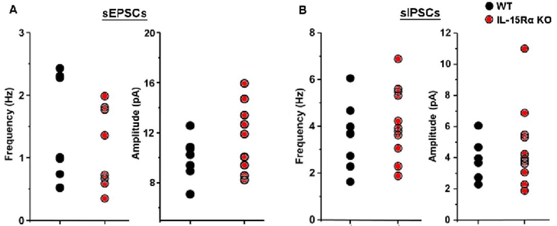 Figure  10.  IL-15Rα KO  mice  show  normal  spontaneous  synaptic  activity  in  CA1  neurons