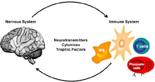 Figure 1. Neurotransmitters and cytokines mediate bidirectional cross-talk between immune and nervous  cells