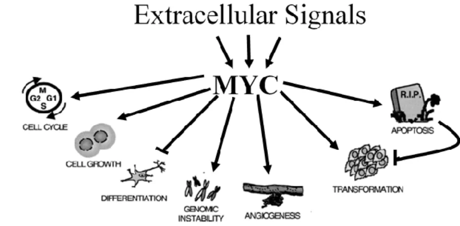 Fig. 3 – Myc biological activity. Depending on changes of the extracellular 