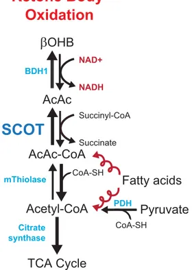 Fig. 1. Ketone body metabolism pathways. A: ketogenesis within hepatic mitochondria is the primary source of circulating ketone bodies