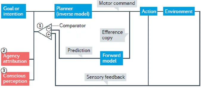 Figure 1. Comparator model of the Sense of Agency. The brain selects the motor command that most likely 