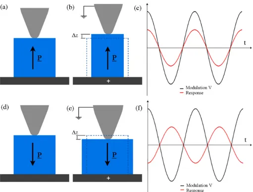 Fig. 23 Phase shift in piezoresponse: for a upward polarization (a), the  volume expand for an upward field (b) and the vibration is in phase with the 