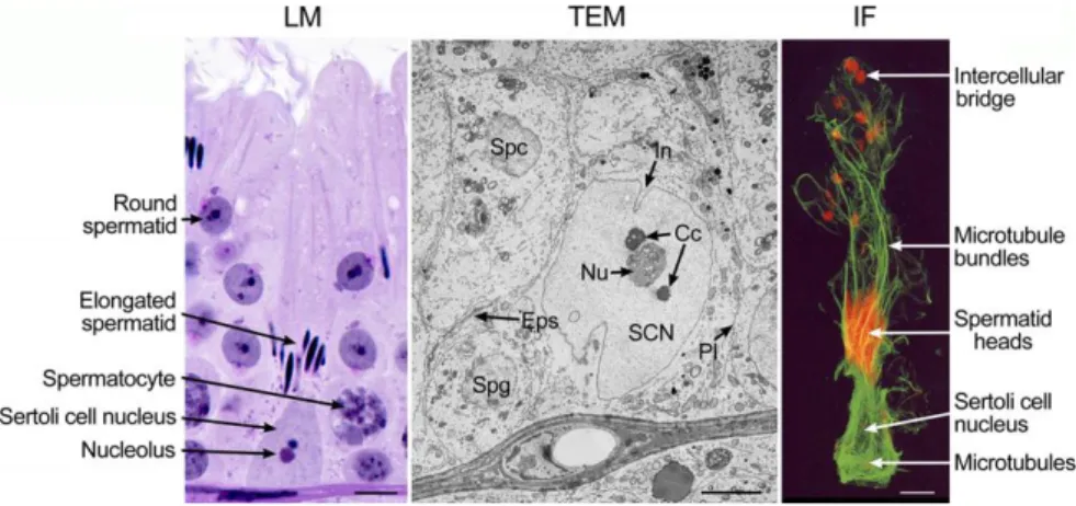 Figure 1 Sertoli cell observed using light microscopy (LM), transmission electron  microscopy  (TEM)  and  immunofluorescence  microscopy  (IF)  (França  et  al.,  2016) 