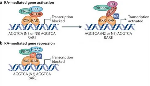 Figure  3  A) RA-mediated  control  mechanism  of  gene  expression.    RA  mediated  transcriptional  activation  B)  RA  mediated  transcriptional  repression  (Cunningham &amp; Duester, 2015)