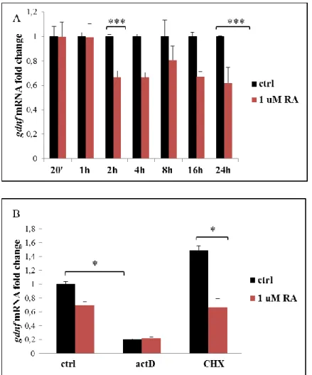Figure 5 A)  The histogram shows the effect of different time treatment with 1 uM  RA on gdnf mRNA  in primary cultures of murine Sertoli cells