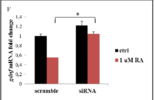 Figure  6  Effect  of  treatment  with  BMS-204493  on  the  levels  of  gdnf  mRNA  A)  and stra6 B) in the presence or absence of RA