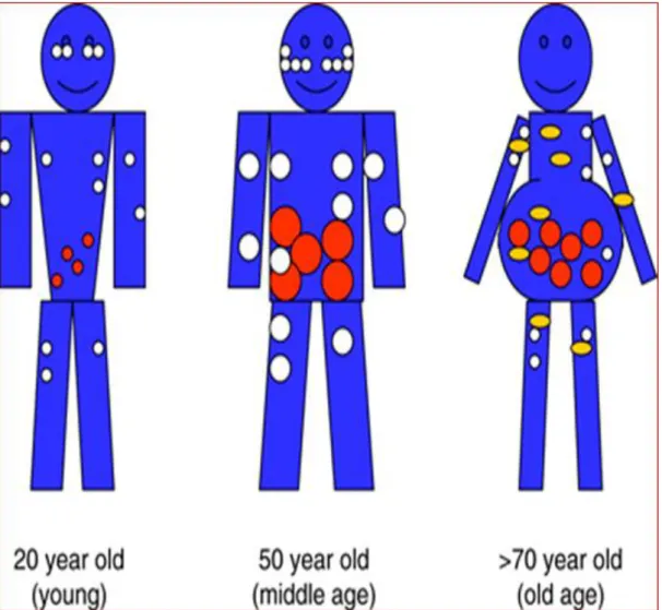 Figure A: Age-related body composition changes, adapted from Stevens J, Katz EG, Huxley RR