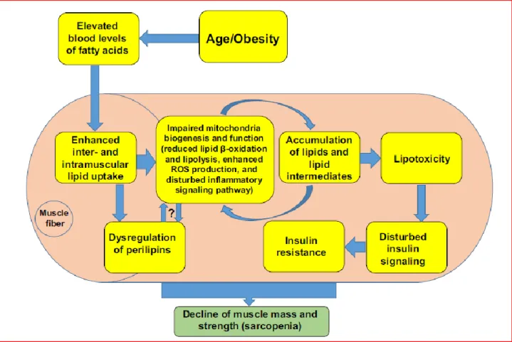 Figure B: Metabolic connections between sarcopenia and obesity, adapted from Kalinkovich A, Livshits G