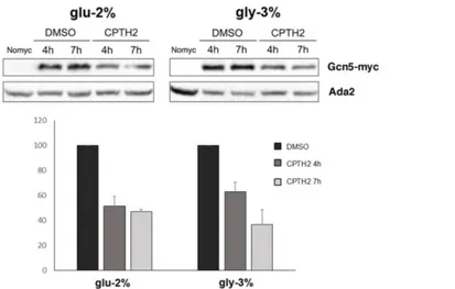 Fig.  3  Gcn5  expression  strongly  decreases  after  treatment  with  HAT inhibitor CPTH2