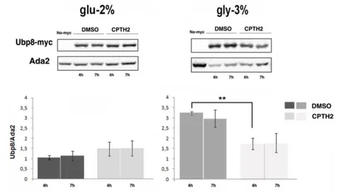 Fig.  5  Ubp8  expression  is  sensitive  to  CPTH2  in  respiratory  condition.    Expression  of  Ubp8-myc  and  Western  Blot  analysis  of 
