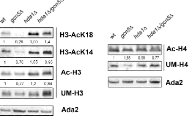 Fig.  7  Histone  H3AcK18  is  the  preferential  histone  target  for  both  Gcn5  and  Had1