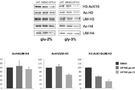 Fig.  8  CPTH2  treatment  affects  histone  H3AcK18  acetylation. 