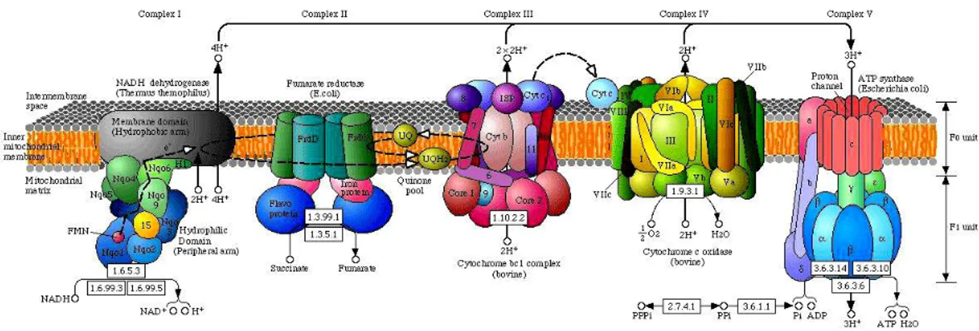 Figura 1. Catena della fosforilazione ossidativa. La fosforilazione ossidativa (OXPHOS) è una fase della respirazione 