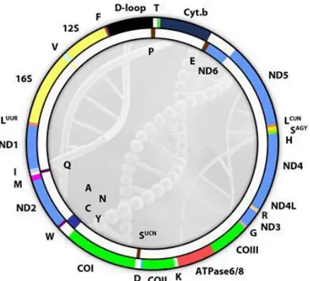 Figura 2. DNA mitocondriale umano. Mappa del DNA mitocondriale umano. Sono indicati i 37 geni codificati dalla 