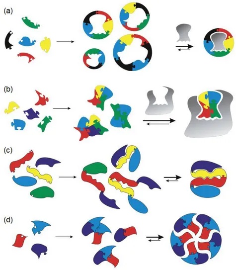 Figure 1-6. Pictorial representation of different molecular recognition-induced processes for  the selection and amplification of DCL constituents: (a) external template acting as a guest  (molding of the receptor); 4c  (b) external template acting as a ho