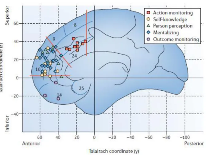 Figure 2.3.7: Functional map of the medial frontal cortex (taken from Amodio &amp; Firth, 2006)