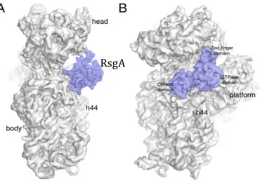 Figure  1.5  Cryo-EM  structure  of  the  30S-RsgA  complex.  The  side  view  (A)  and  the  front  view (B) of the 30S-RsgA complex are shown