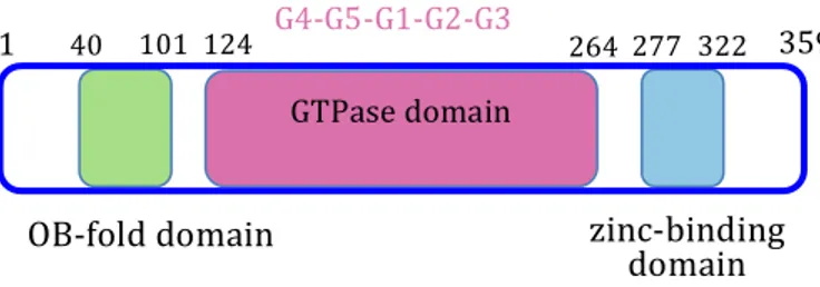 Figure 4.1 Domains organization of PaRsgA. The N-terminal OB-fold domain is shown in  green,  the  central  cpGTPase  domain  in  pink  and  the  C-terminal  zinc-finger  domain  in  cyan