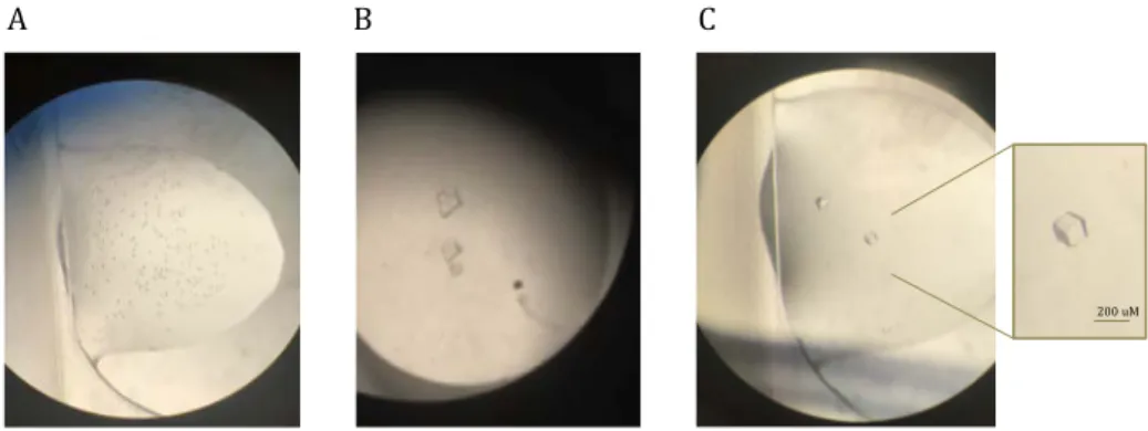 Figure  4.4.  GDP-PaRsgA  microcrystals  (A)  and  multiple  crystals  (B).  GDP-PaRsgA  crystals  (C) obtained  by  the  optimized  crystallization  condition: 28-30%  poly(acrilyc acid  sodium salt) 5100, 0.1M Hepes pH 7.5, 0.02M MgCl