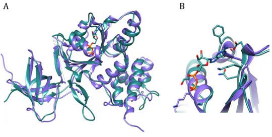 Figure 4.8. Comparison of GDP-PaRsgA structure (pdb code: 6H4D) in dark green with  the  structure  of  nucleotide-free  RsgA  from Bacillus subtilis in  purple (pdb  code:  1T9H)