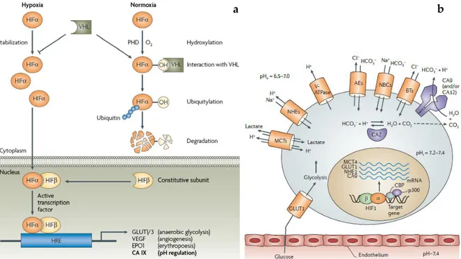 Figure  1.3  (a)  Mechanism  of  hypoxia-induced  gene  expression  mediated  by  the  HIF 