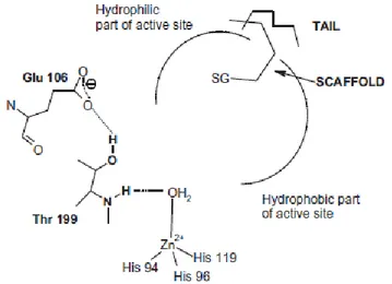 Figure 1.6. CA inhibition by occlusion of the active site entrance 