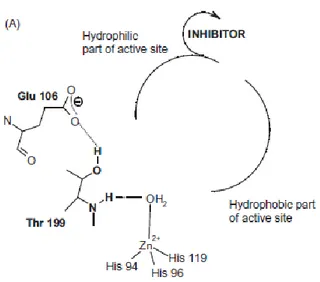 Figure 1.7. Out of the active site binding CA inhibition mechanism. 