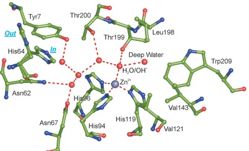 Figure 1.1 Active site of hCA II, showing the network of interactions in the active site