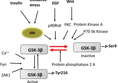 Figure 3: Multiple mechanism for GSK- 3β activation/inhibition regulation through various 