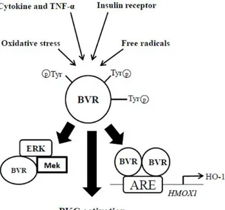 Figure 7: multifaceted Role of BVR-A. 