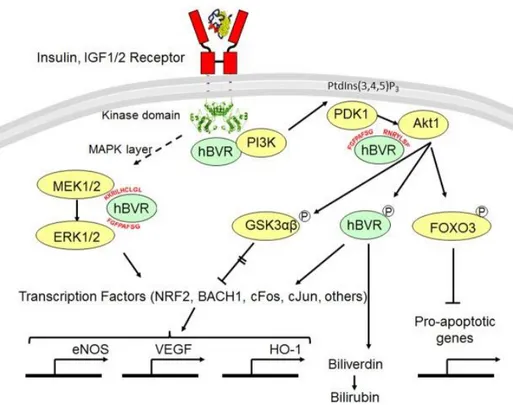 Figure 8:  Schematic overview of BVR as a scaffold protein 