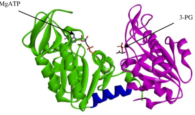 Fig.  1.1  Phosphoglycerate  kinase  1  (PDB  code:  2XE7,  open  conformation)  PGK1  is 