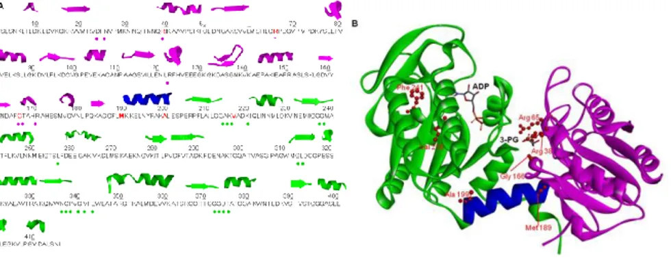 Fig.  4.1  Amino  acid  sequence  and  structure  of  PGK1.  N-terminal  domain  (violet),  C-